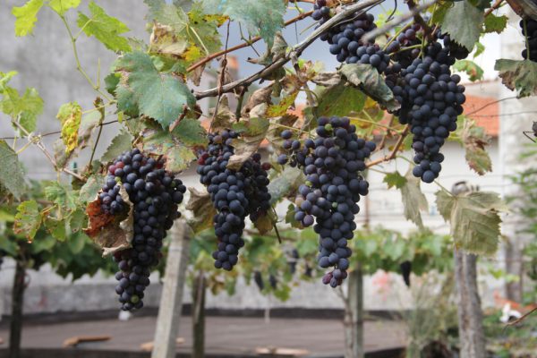 Weintourismus in der Rioja