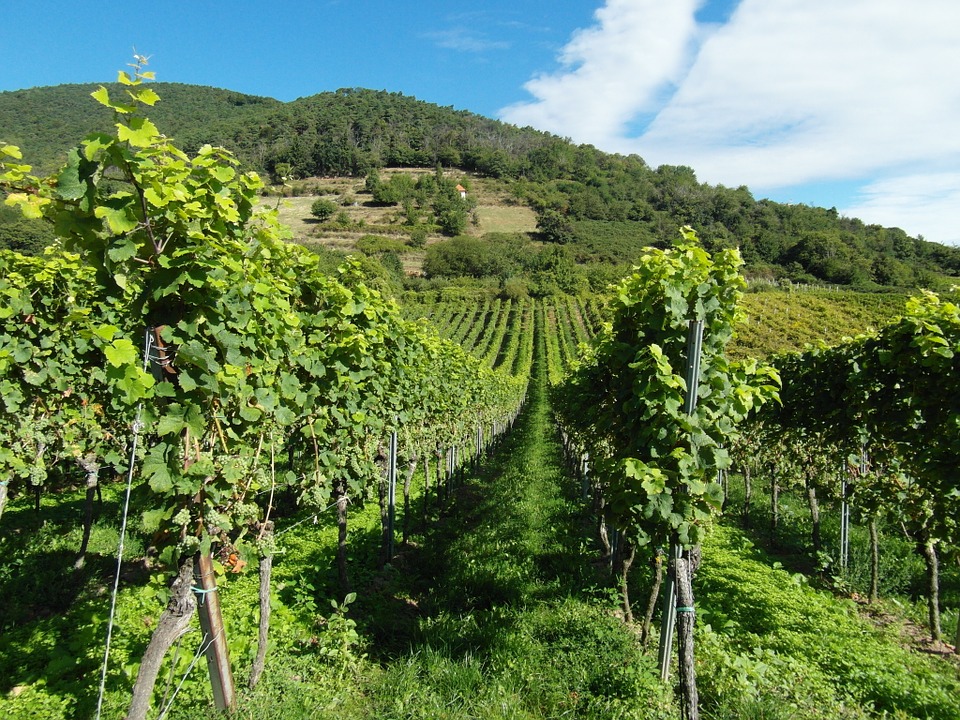 Wochenendtrips auf Mallorca wine