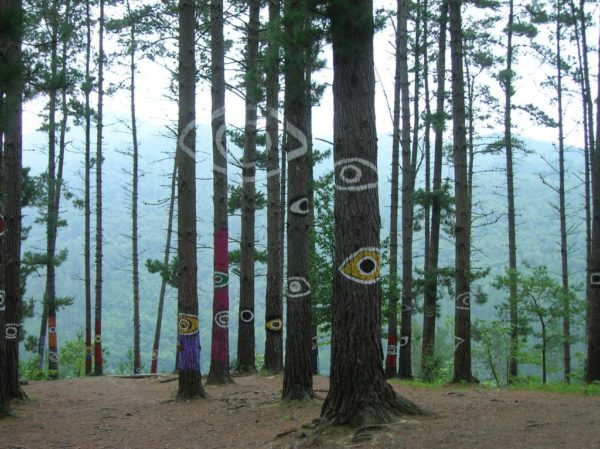 oma forest eye
